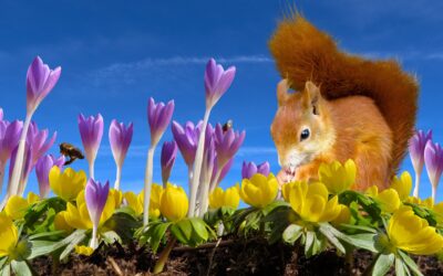 Becoming the ‘Purple Squirrel’ and avoiding the Red Elephants!