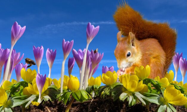 Becoming the ‘Purple Squirrel’ and avoiding the Red Elephants!