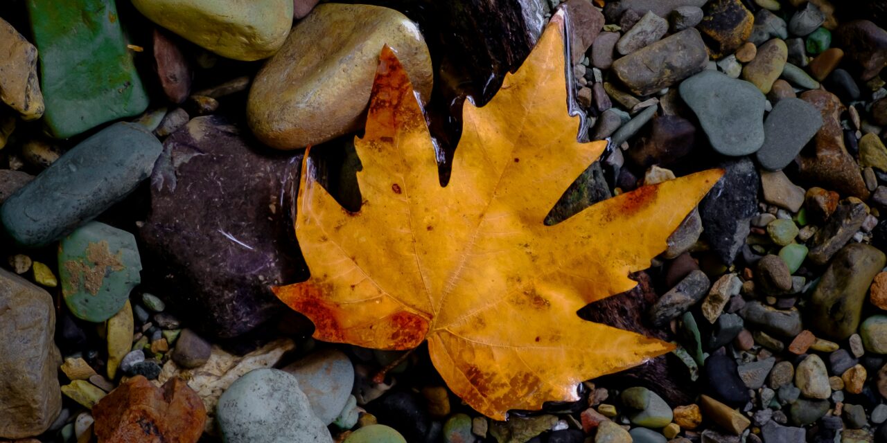 November 2025 Calendar